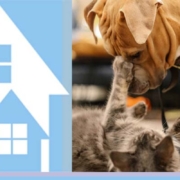 allowing pets in rental suites