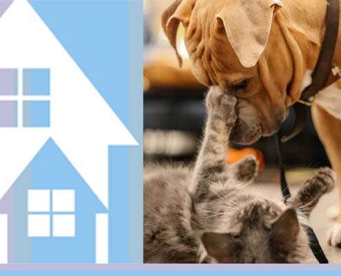 allowing pets in rental suites